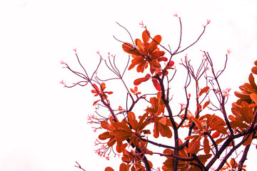 tree and leaf nature on the white background