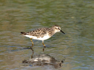 The dunlin (Calidris alpina) feeding in the Galveston Bay, Texas, USA