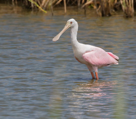 Roseate spoonbill (Platalea ajaja) wading in the Galveston Bay, Texas