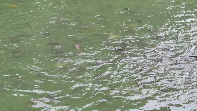 Fish coming to the surface to eat food.