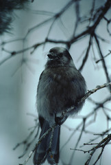 Canada Jay (Perisoreus Canadensis)