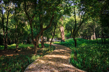 Camino etre el bosque 2