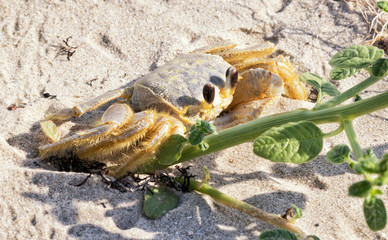 Atlantic ghost crab hiding behind the green plants on the sand beach, Galveston, Texas