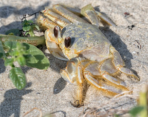 Atlantic ghost crab hiding behind the green plants on the sand beach, Galveston, Texas