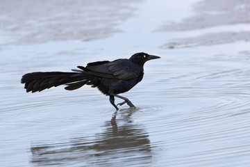 The great-tailed grackle or Mexican grackle (Quiscalus mexicanus) is tacking waterbath