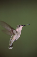 Ruby-Throated Hummingbird (Archilochus Colubris)