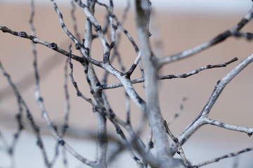 branch nature