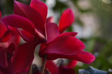 closeup of red flower