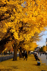 Naklejka premium 東京駅 イチョウの木 日本の秋 もみじ Japanese Autumn leaves 東京の紅葉