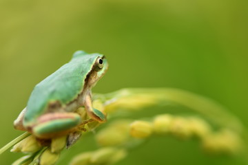 稲穂にとまるカエル