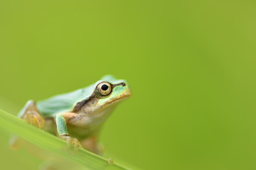 Tree frog on grass with green background.