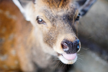 Close up of funny expression deer.