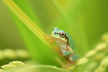 稲穂にとまるカエル