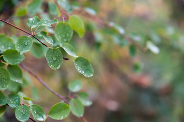 Close-up of branches with small green leaves covered in raindrops after a rain storm