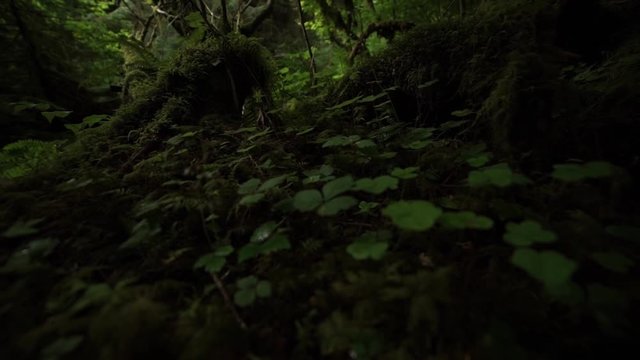 Low FPV of the moss covered forest floor in the rain forest, ferns, clover, slow motion