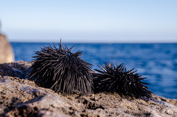 Sea Urchin
