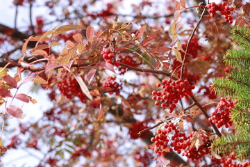 red berries on a tree