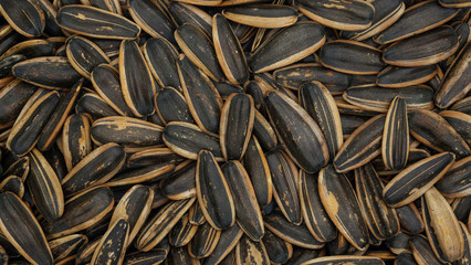 Close up of sunflower seed for a background.