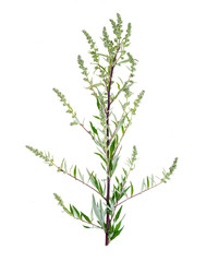 Fototapeta na wymiar Artemisia absinthium with leaves isolated on white background