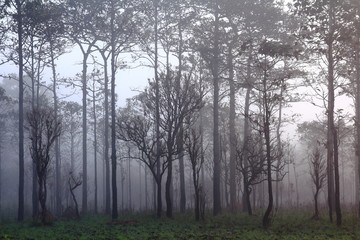 Obraz na płótnie Canvas silhouette of multiple layers tropical rain forest forest covered by misty vapor morning fog. Dreamy daybreak in a beautiful plain with row of trees in natural park, Slang Luang, Thailand.
