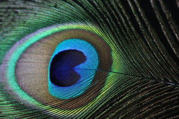 Obraz premium El ojo