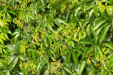 small green grapes at vine climbing at wall