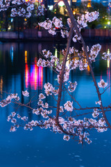夜明けの都市のネオンと川と桜