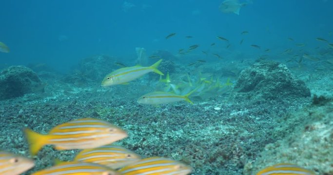 goatfish and snappers predating on triggerfish nests, sea of cortez, mexico.