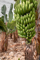Régime de banane à Tenerife