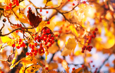 Autumn natural background with red berries and yellow orange foliage, fall landscape, golden blur bokeh