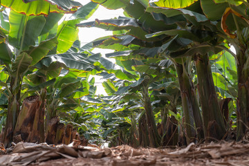 Plantation de banane (finca) au sud de Tenerife, Espagne