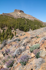 Fototapeta na wymiar Sur le plateau du Teide, Ténérife, Espagne