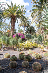 Jardin exotique à Tenerife