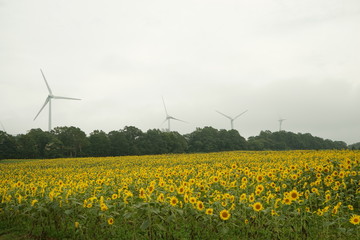 郡山布引風の高原