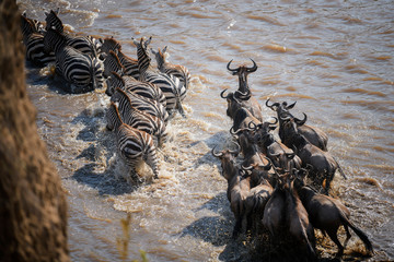 The Great Migration. Wildebeest and Zebra crossing the Mara River Masai Mara ,Kenya.
