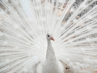Beautiful white peacock with loose tail in natural environment. Albino peacock. Close up.