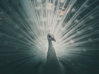 Obraz premium Beautiful white peacock with loose tail in natural environment. Albino peacock. Close up. Creative processing.