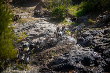 The Great Migration. Wildebeest and Zebra crossing the Mara River Masai Mara ,Kenya.