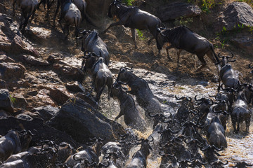 The Great Migration. Wildebeest and Zebra crossing the Mara River Masai Mara ,Kenya. - 288816989