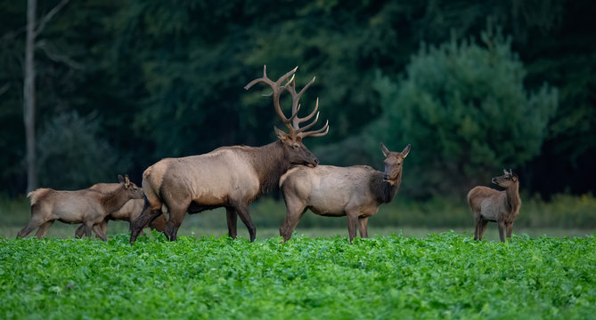 elk in the forest
