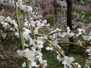 Close-up of plum tree blossom
