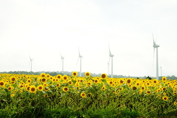 郡山布引風の高原