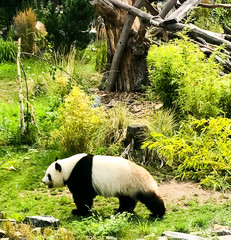 Very beautiful and cute panda bear walking in nature