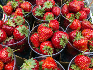 Strawberries in plastic cups on a merchant's tray