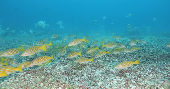 goatfish and snappers predating on triggerfish nests, sea of cortez, mexico.
