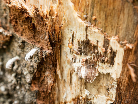 background of nest termite,background damaged white wooden eaten by termite or white ant