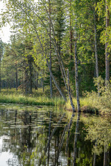 Fototapeta na wymiar Reflection of a forest in a lake. Finland Scandinavia.