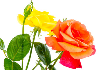 Obraz premium Fresh garden home roses. Studio Photo