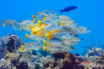 Large school of Schoolmaster Snapper in the crystal clear waters of the Turks and Caicos islands.
