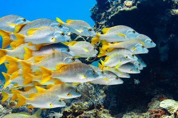 Large school of Schoolmaster Snapper in the crystal clear waters of the Turks and Caicos islands.